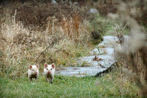 我們的環(huán)境會(huì)好嗎？——“數(shù)說(shuō)”大氣、水、土壤污染防治三大戰(zhàn)役